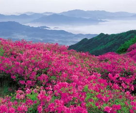 山花红烂漫(打一地名)，山花红紫树高低的上一句