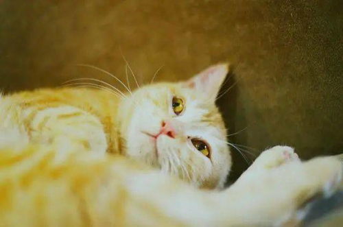猫冬的意思