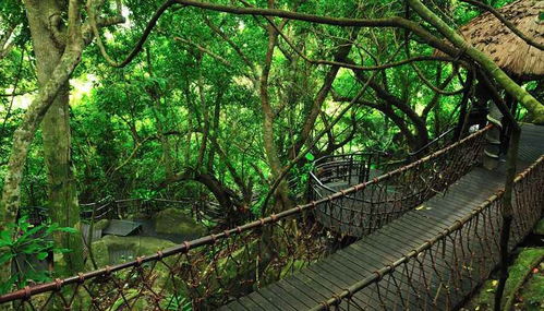 呀诺达雨林文化旅游区简介，呀诺达雨林在哪里