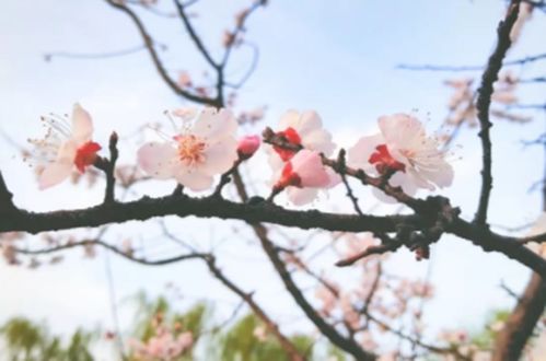 阳春三月的意思