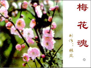 梅花魂含义是什么?