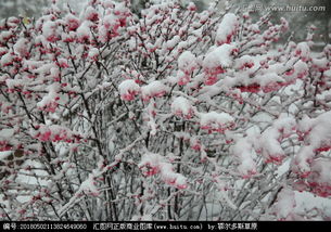 桃花雪逆水寒，桃花雪小说