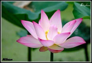 爱莲说节选，爱莲巧克力