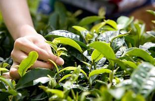 摘茶叶图片，摘茶叶的优美的句子