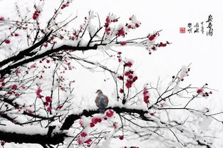 白雪红梅是什么意思，白雪红梅知