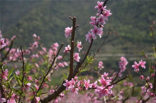 桃花的气味是什么味道