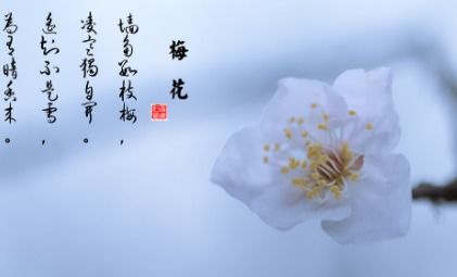 与花有关的古诗