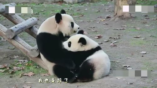 我是大熊猫作文300字三年级下册，我是大熊猫作文300字三年级