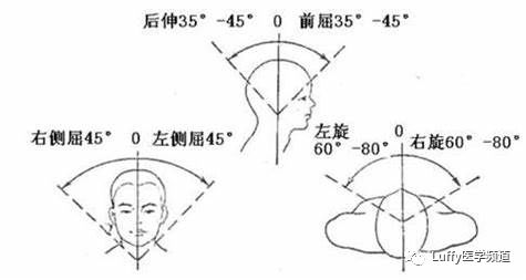 头颈的意思