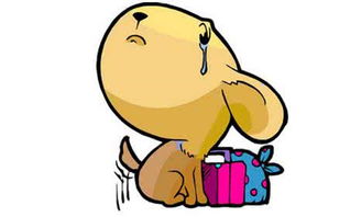 属猪是哪一年的，属猪属狗是哪一年