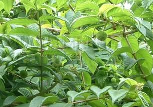 钩藤后下煮多长时间，钩藤的用量