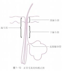 知的结构，毛的结构是啥