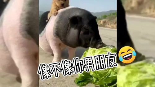 粗鲁是什么意思呢?