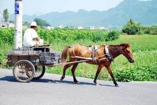 mule是什么意思英文，june是什么意思