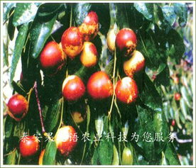 龙干是什么水果?