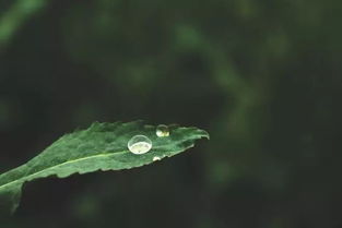 《阿房宫赋》原文