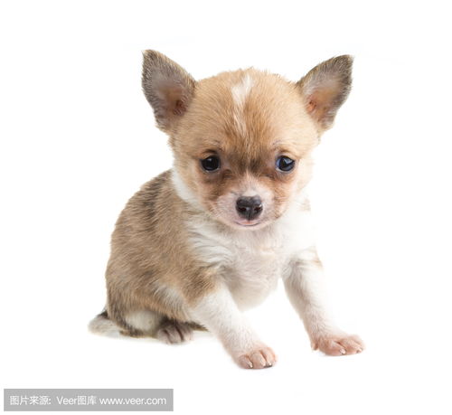 chihuahua墨西哥，赤华黄实,食之不惑