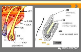 毛是什么结构