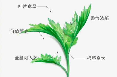 艾字的意思和含义