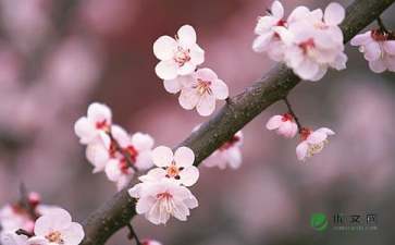 桃花的作文100字左右四年级，桃花作文300字