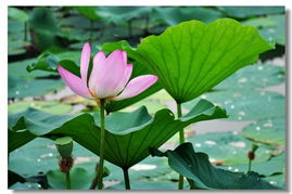 《荷花》一课的作者是()他写过的童话诗集有()?