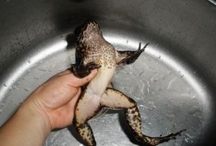 石磷是什么意思?