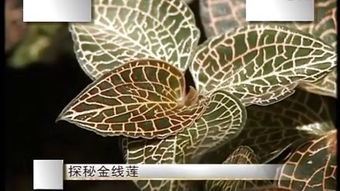 金线原理