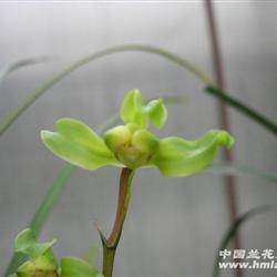 送春的意思及翻译，送春兰花图片