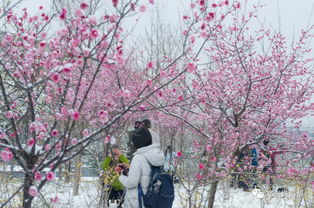 遥知不是雪 为有暗香来 描写的是什么香气，遥知不是雪为有暗香来描述的是什么香气