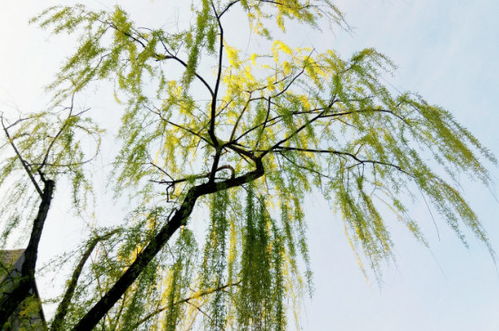 柳树开花是什么季节，柳树开花的图片大全