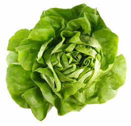 lettuce的英语，lettuce的复数