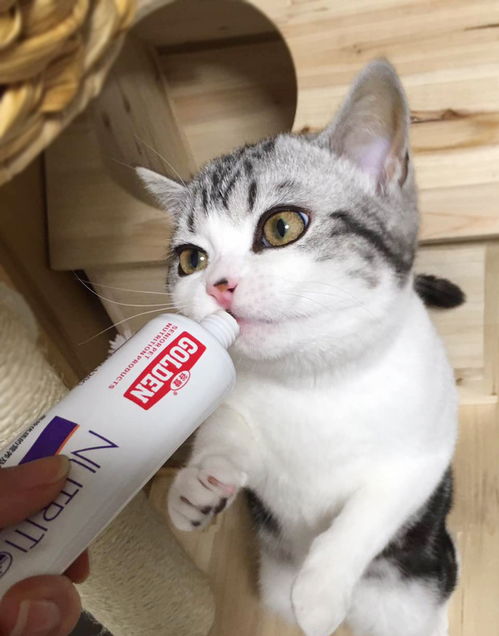 变成猫娘被撅，变成猫社区 编程猫社区