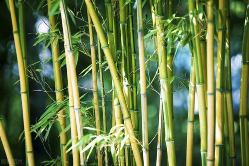 《守仁格竹》的故事介绍?