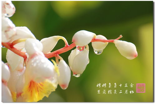 豆蔻年华什么意思
