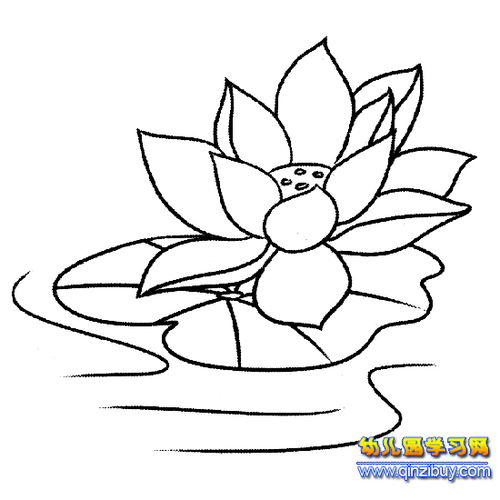 荷花简笔画