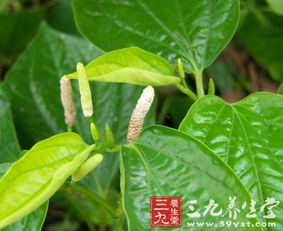 蒟蒻拼音，蒟蒻果冻的危害