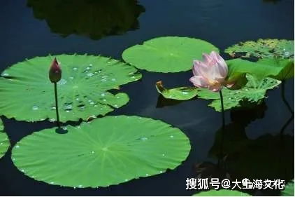 小学关于荷叶的古诗，关于荷叶的古诗整首