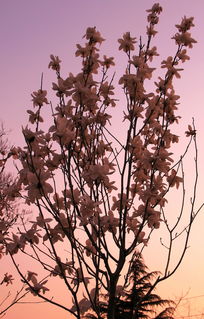 木笔花是什么?