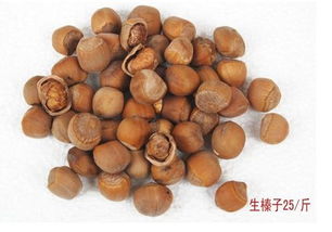 榛子是什么东西?