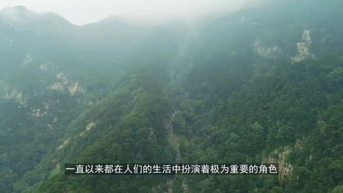 一股清流上一句，一股清流前面那句是什么