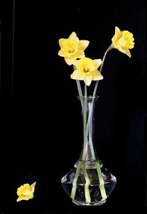 daffodils是什么意思，daffodil是什么意思