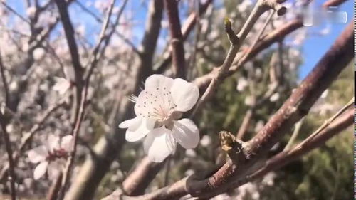 木兰花·绿杨芳草长亭路诗词