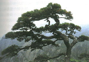 黄山旅游景点送客松介绍 黄山奇松送客松