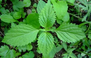 艾氏香茶菜可以食用吗