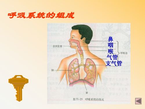外界寒冷、干燥并混有灰尘和细菌的空气经过呼吸道的处理,使到达肺部的