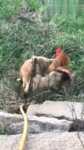 鸡飞狗跳的意思解释