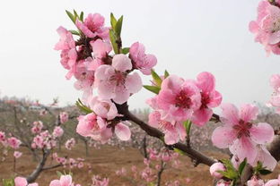 关于春花的诗词，关于春花的诗句大全