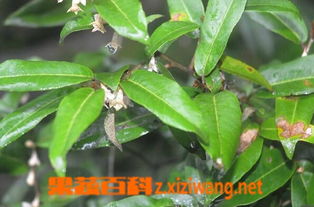 胡颓子叶的功效与作用与主治，黄荆子的功效与作用