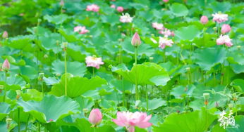 亭亭净植的亭亭是什么意思，亭亭净植上一句