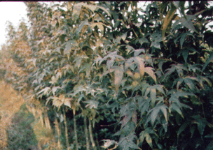 青枫江上秋帆远,白帝城边古木疏，青枫浦上不胜愁的胜是什么意思